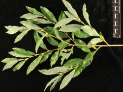 Salix ×dichroa. Branchlets with mature leaves.
 Image: D. Glenny © Landcare Research 2020 CC BY 4.0